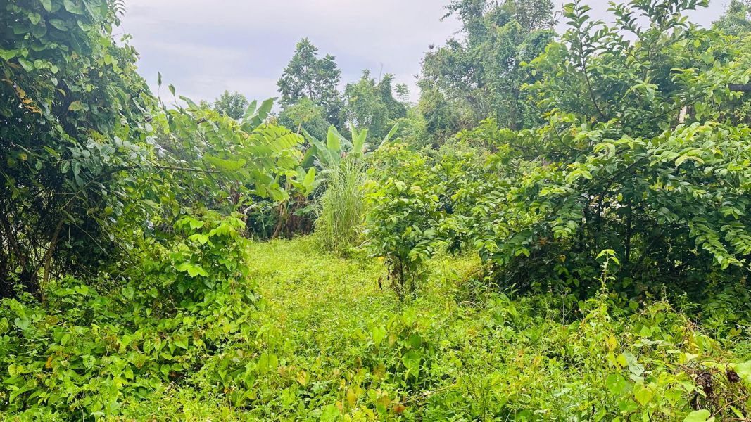 Pr 647 Km 8 Calle Lirios Candelaria Ward Vega Alta 00692 PR