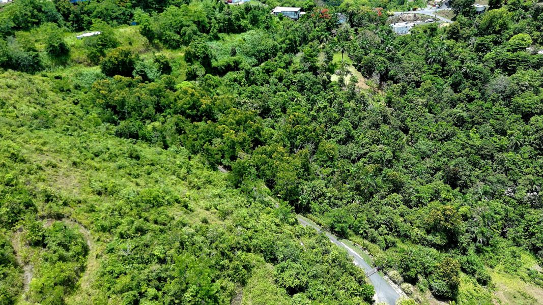 Bo Toita Carr 7729 Km 2.2 Cidra 00739 PR