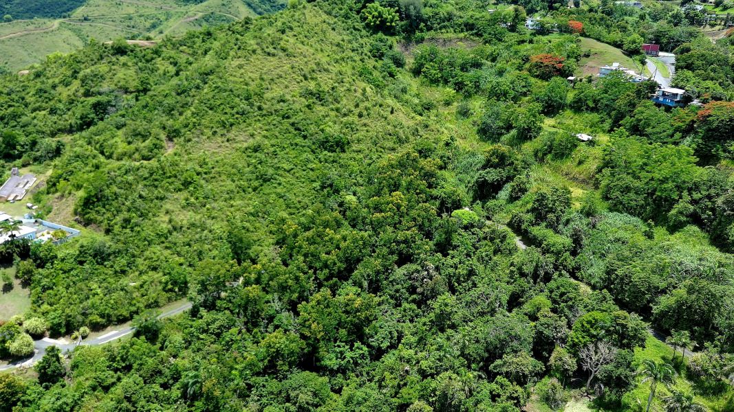 Bo Toita Carr 7729 Km 2.2 Cidra 00739 PR