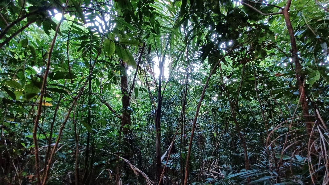 Urb Las Coles Carr 968 Km 1.5 Lot 6 Rio Grande 00721 PR