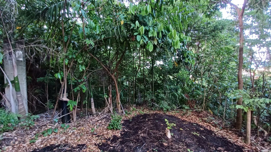 Urb Las Coles Carr 968 Km 1.5 Lot 6 Rio Grande 00721 PR