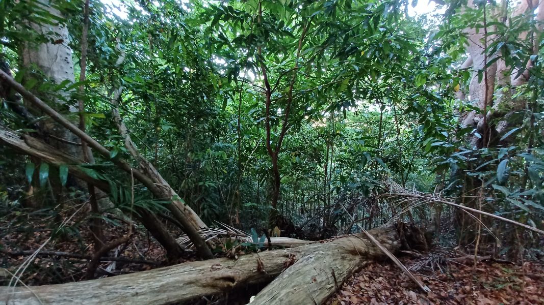 Urb Las Coles Carr 968 Km 1.5 Lot 6 Rio Grande 00721 PR