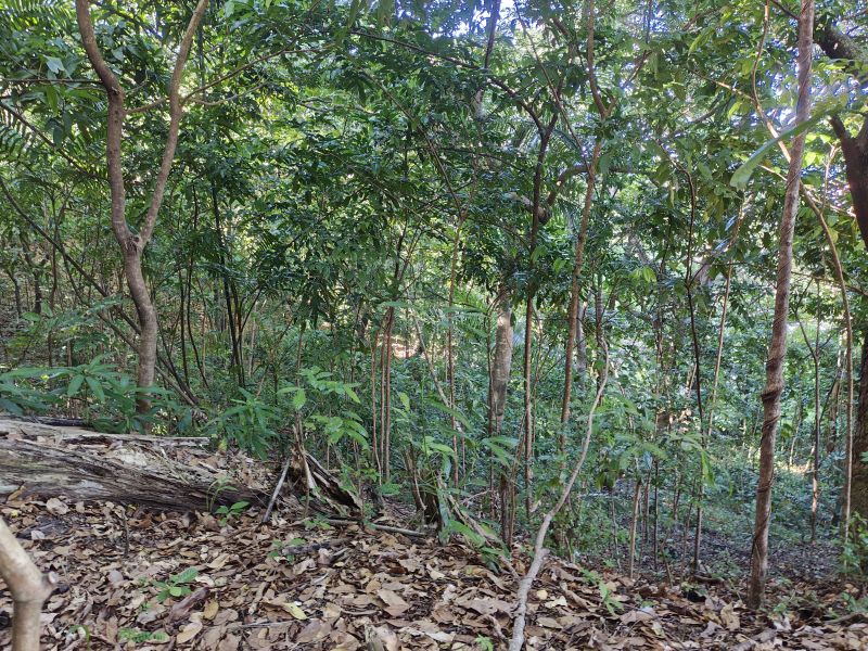 Urb Las Coles Carr 968 Km 1.5 Lot 6 Rio Grande 00721 PR