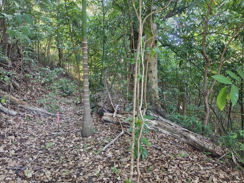 Urb Las Coles Carr 968 Km 1.5 Lot 6 Rio Grande 00721 PR