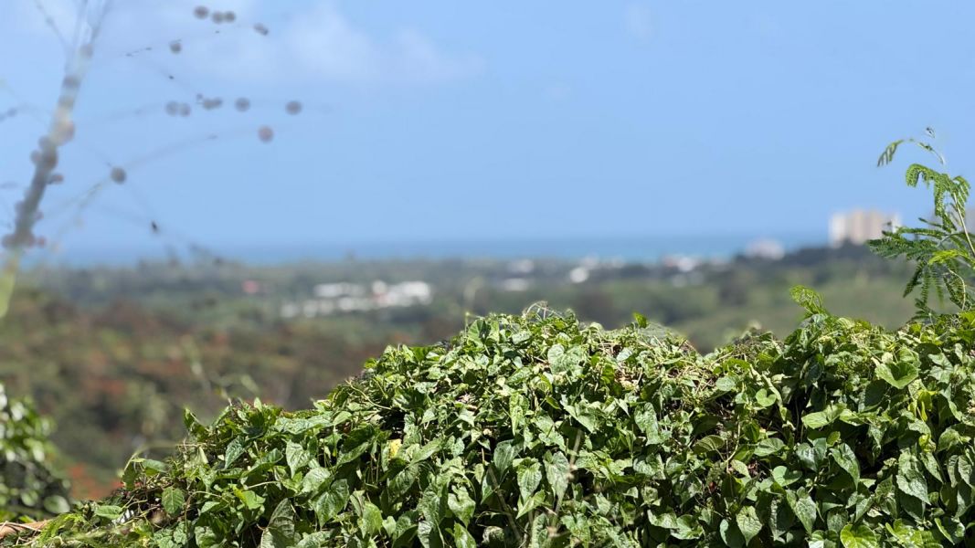 Villas De Luquillo Bo Mata De Platano Carr 991 Luquillo 00773 PR