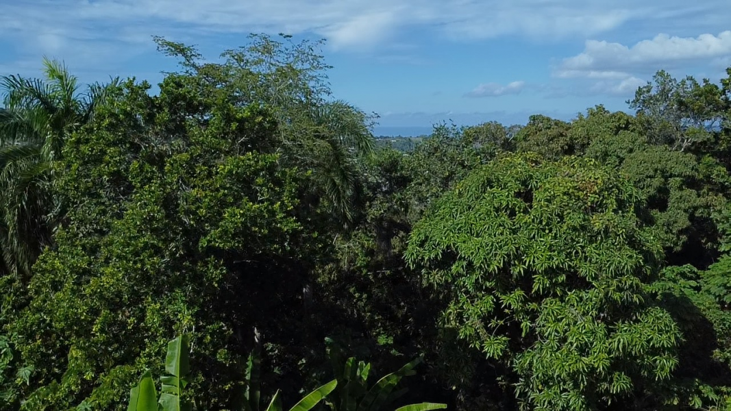 Pr 2 Km 140 Interior Bo Cerro Gordo Adjuntas 00602 PR