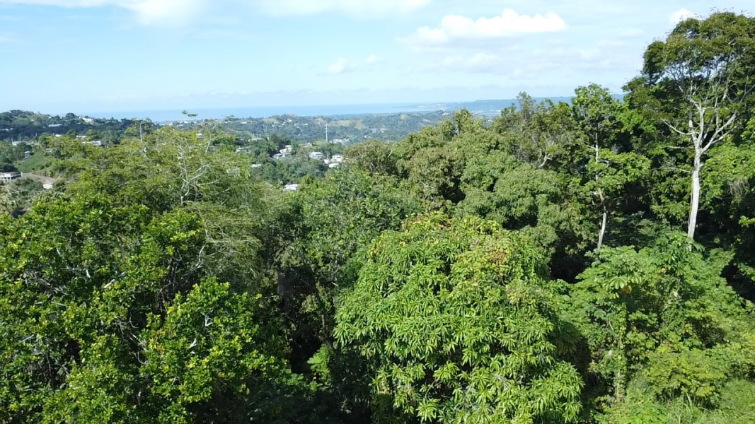Pr 2 Km 140 Interior Bo Cerro Gordo Adjuntas 00602 PR