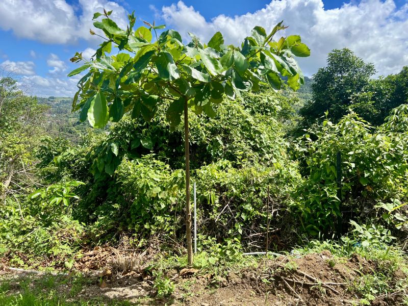 Carr 155 Km 26.0 Bo Saltos Orocovis 00720 PR