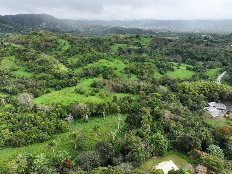 Finca Pr 765 Km 1.3 Jagual Ward San Lorenzo 00754 PR