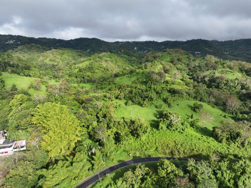 Finca Pr 765 Km 1.3 Jagual Ward San Lorenzo 00754 PR