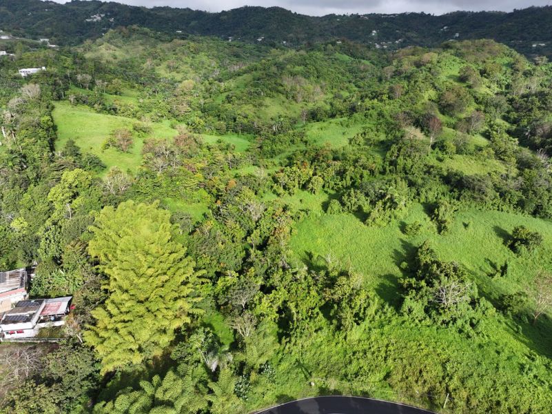 Finca Pr 765 Km 1.3 Jagual Ward San Lorenzo 00754 PR