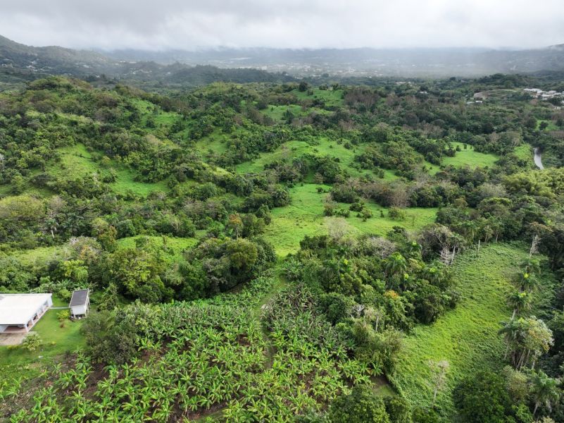 Finca Pr 765 Km 1.3 Jagual Ward San Lorenzo 00754 PR