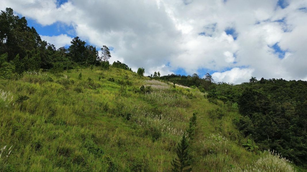 Bo Palo Hincado Carr 156 Barranquitas 00794 PR