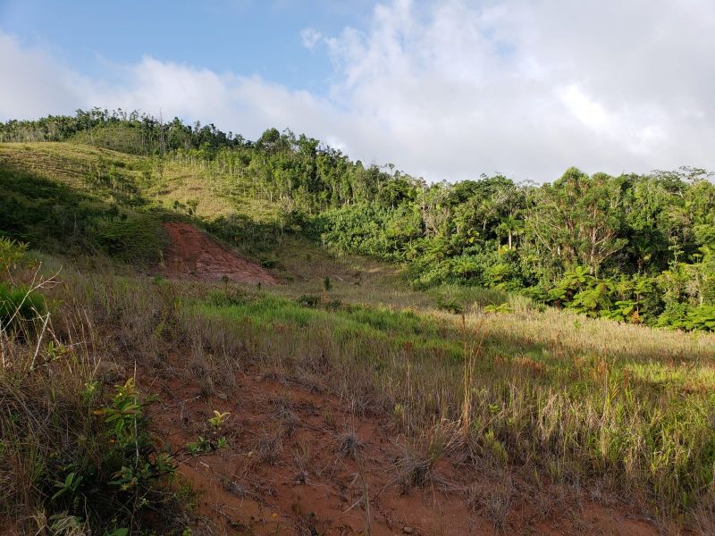 Bo Palo Hincado Carr 156 Barranquitas 00794 PR