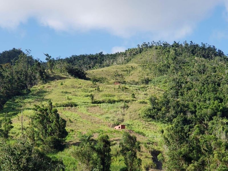 Bo Palo Hincado Carr 156 Barranquitas 00794 PR