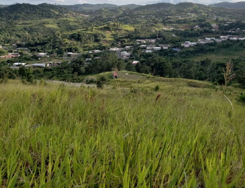 Bo Palo Hincado Carr 156 Barranquitas 00794 PR
