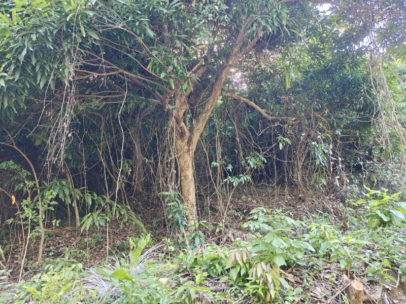 Urb Las Coles Carr 968 Km 1.5 Lot #9 Rio Grande 00721 PR