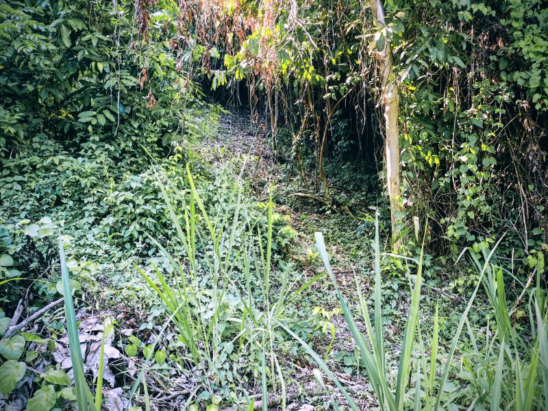 Urb Las Coles Carr 968 Km 1.5 Lot #9 Rio Grande 00721 PR