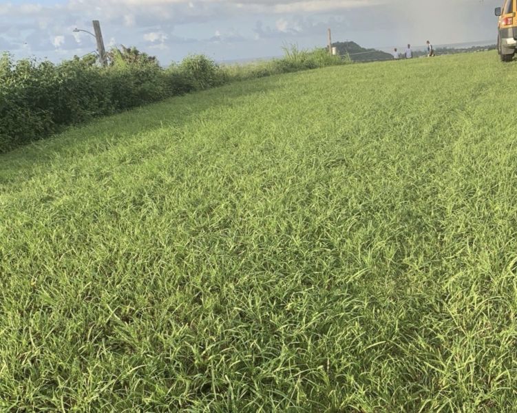 Mansiones De Terralinda Lote 18 Luquillo 00773 PR