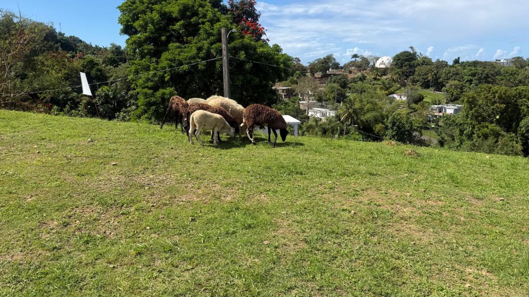 Mansiones De Terralinda Lote 18 Luquillo 00773 PR