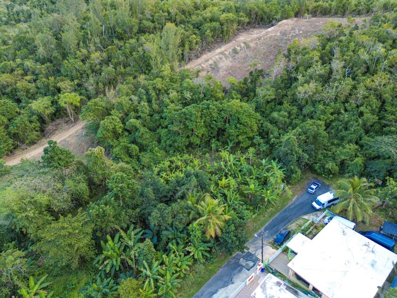 Bo Factor 2 Arecibo 00612 PR