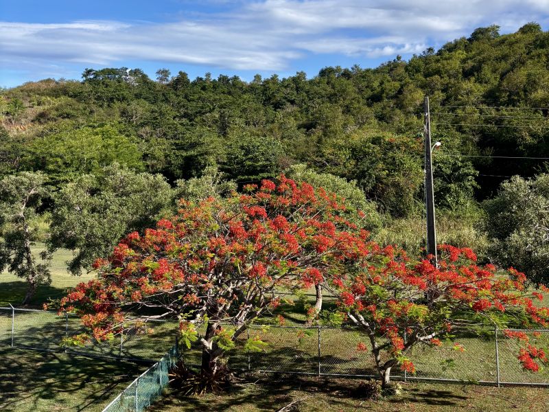 Cond Costa Esmeralda D-302 Ceiba 00735 PR