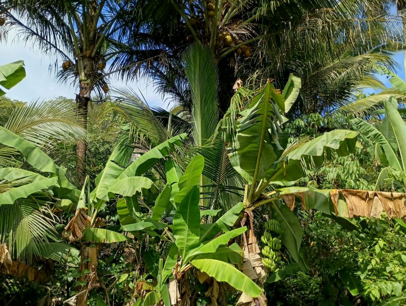 39-b State Road 944 Com Maria Jimenez Bo Hato Nuev Gurabo 00778 PR