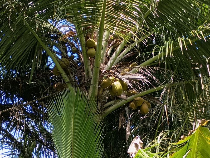 39-b State Road 944 Com Maria Jimenez Bo Hato Nuev Gurabo 00778 PR