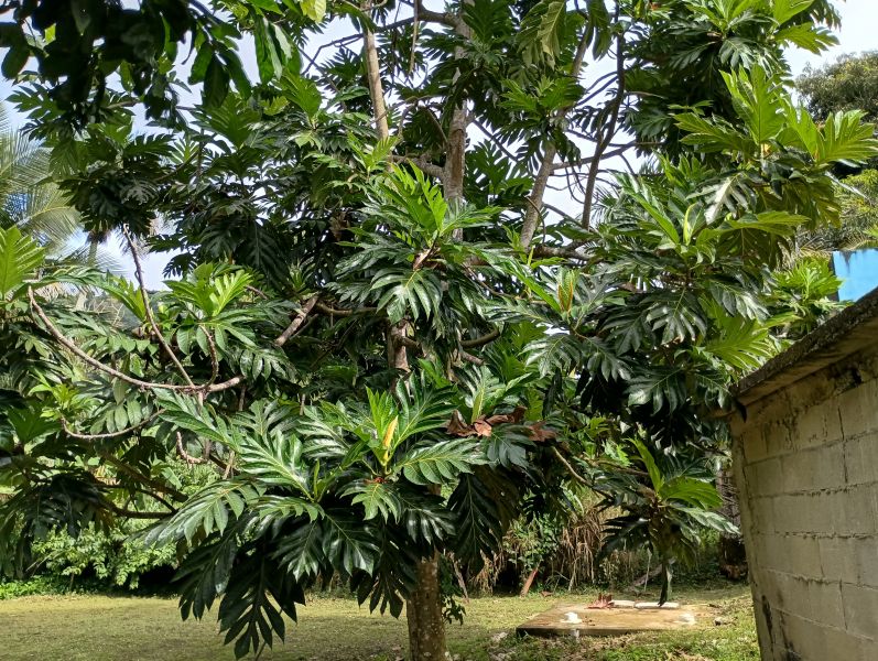 39-b State Road 944 Com Maria Jimenez Bo Hato Nuev Gurabo 00778 PR