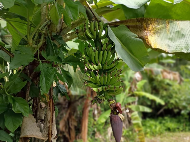 39-b State Road 944 Com Maria Jimenez Bo Hato Nuev Gurabo 00778 PR