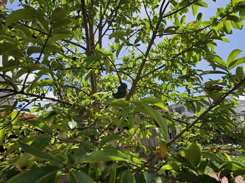 P-1 Calle E 1 Ee 107 Apt 2 Manati 00674 PR