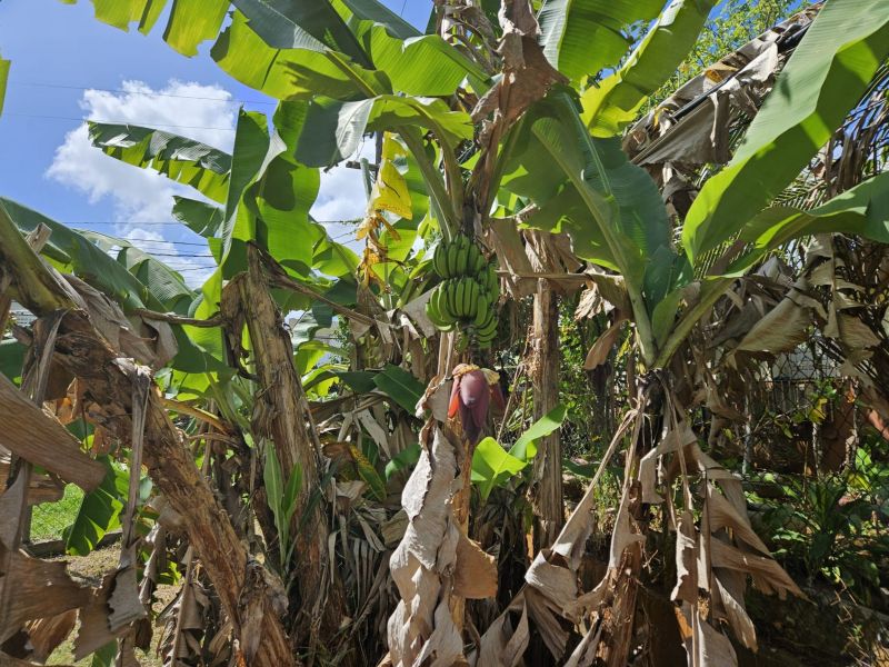 P-1 Calle E 1 Ee 107 Apt 2 Manati 00674 PR