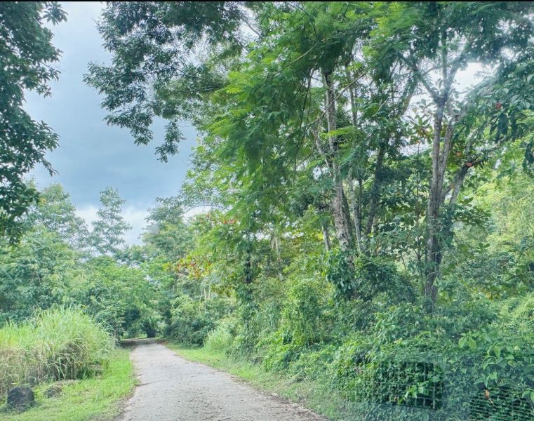 Bo Maton Abajo Carr 14 Ramal 730 Km.hm 0.8 Cayey 00736 PR