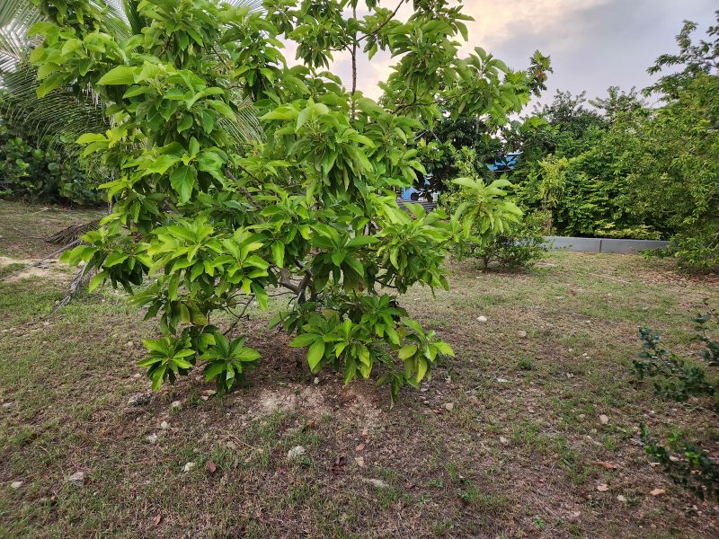 Bo Magas Arriba Carr 383 Km 0.5 Solar 17 Guayanilla 00656 PR