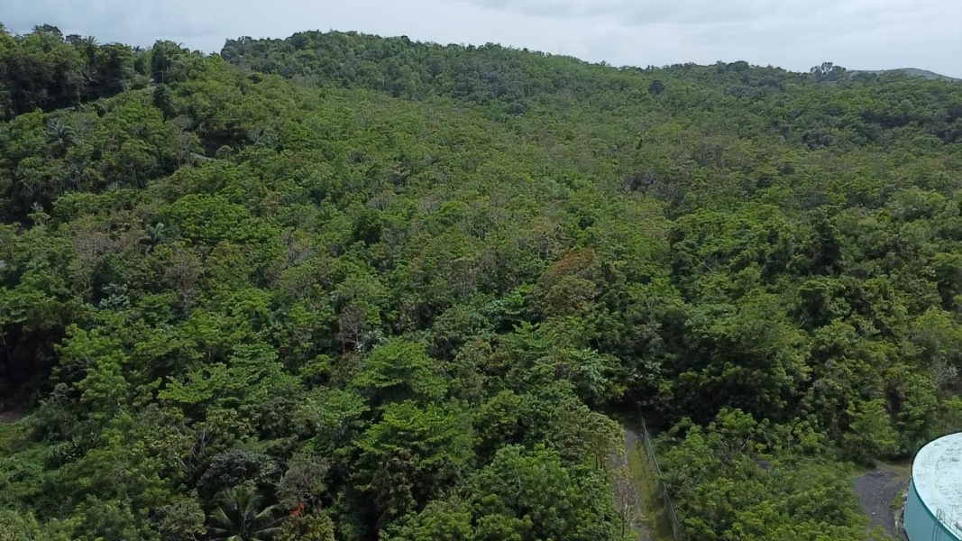 Bo Hato Puerco Carr 185 Km 5 Hm 8 Int Carr 954 Y 1 Canovanas 00729 PR