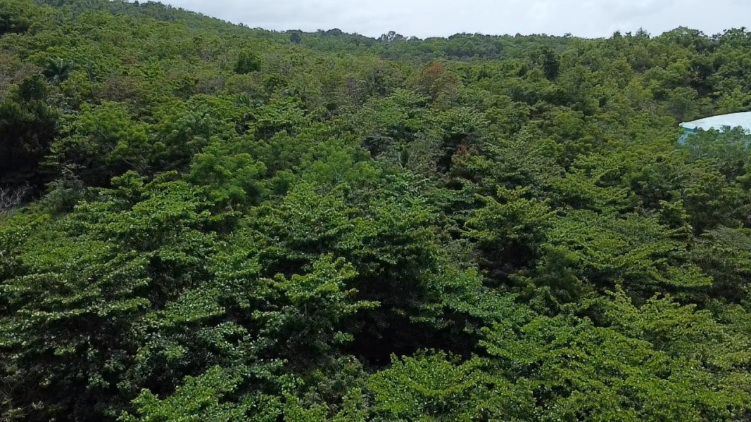 Bo Hato Puerco Carr 185 Km 5 Hm 8 Int Carr 954 Y 1 Canovanas 00729 PR