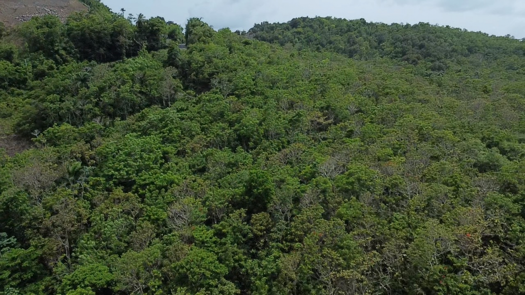 Bo Hato Puerco Carr 185 Km 5 Hm 8 Int Carr 954 Y 1 Canovanas 00729 PR