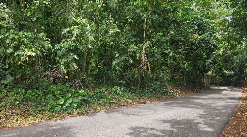 Pr-633 Km 0.9 Bo Barahona Wd, Morovis - 9