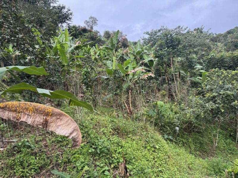 Bo Montes Llanos Carr 505 Sector La Estancita Ponce 00731 PR