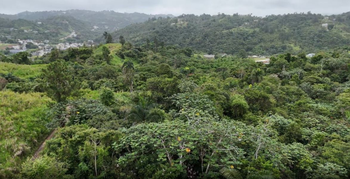 Pr-152r Km 0.2 Int Bo Helechal Parcela 1 Barranquitas 00794 PR