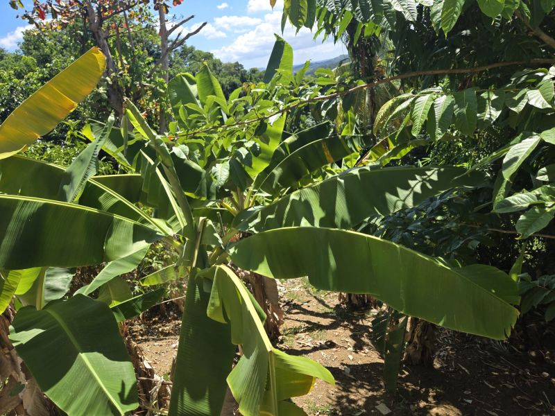 Carr 365 Km 2.8 Calle Euripides Bo Molina Sabana Grande 00637 PR