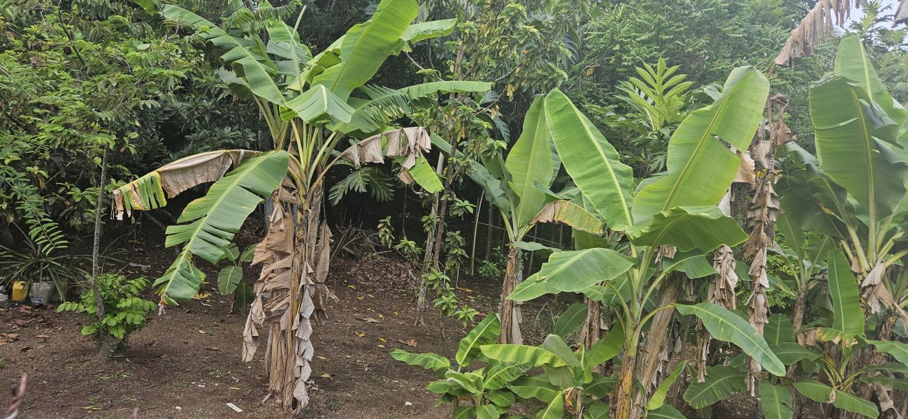 Bo Cacao Bajo Sec Los Pompos Carr 184 Km 1.0 Patillas 00723 PR