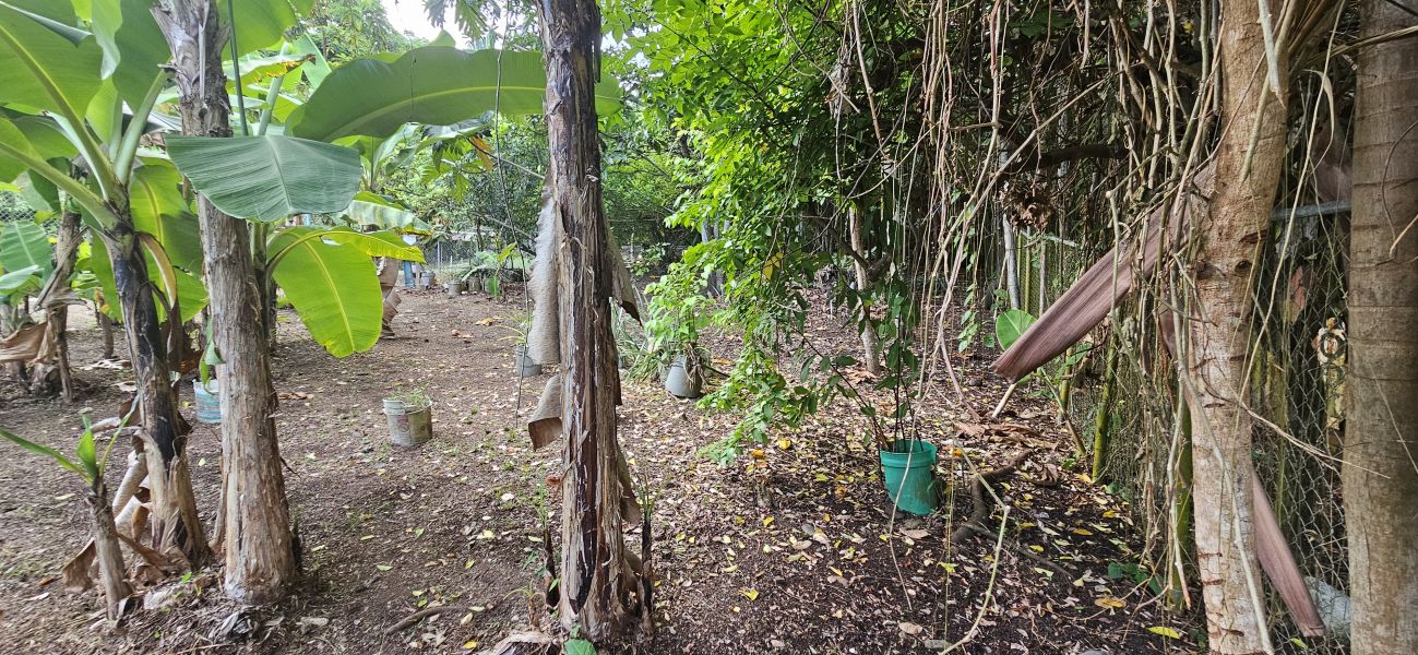 Bo Cacao Bajo Sec Los Pompos Carr 184 Km 1.0 Patillas 00723 PR