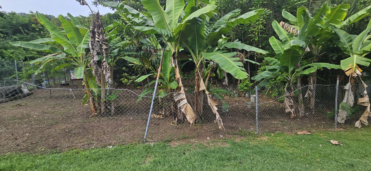 Bo Cacao Bajo Sec Los Pompos Carr 184 Km 1.0 Patillas 00723 PR