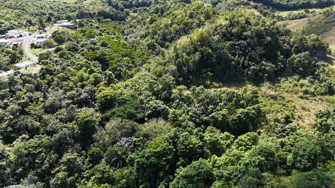 Bo Florida Adentro Carr 641 Km 4.0 Florida 00650 PR