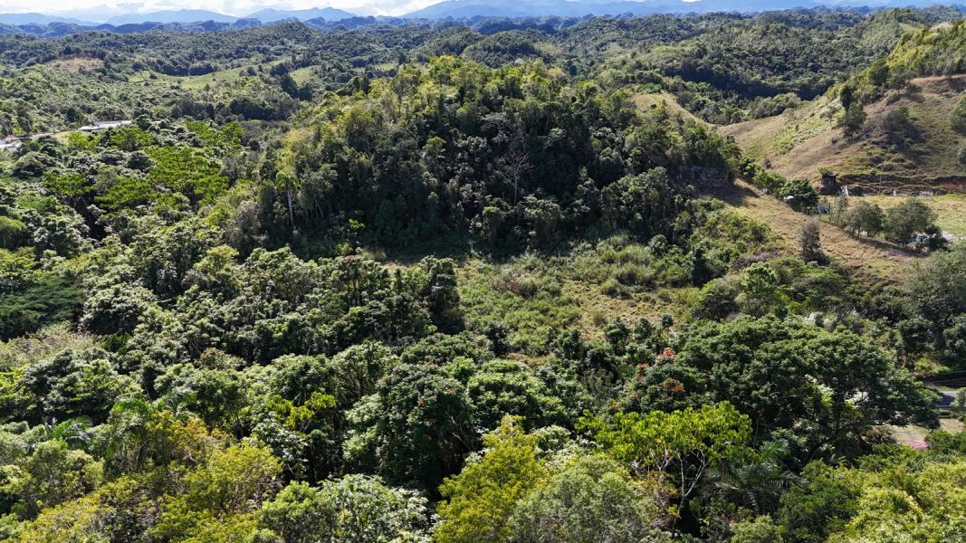 Bo Florida Adentro Carr 641 Km 4.0 Florida 00650 PR