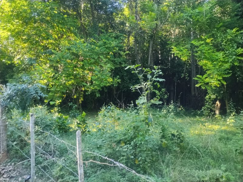 Bo Florida Adentro Carr 641 Km 4.0 Florida 00650 PR