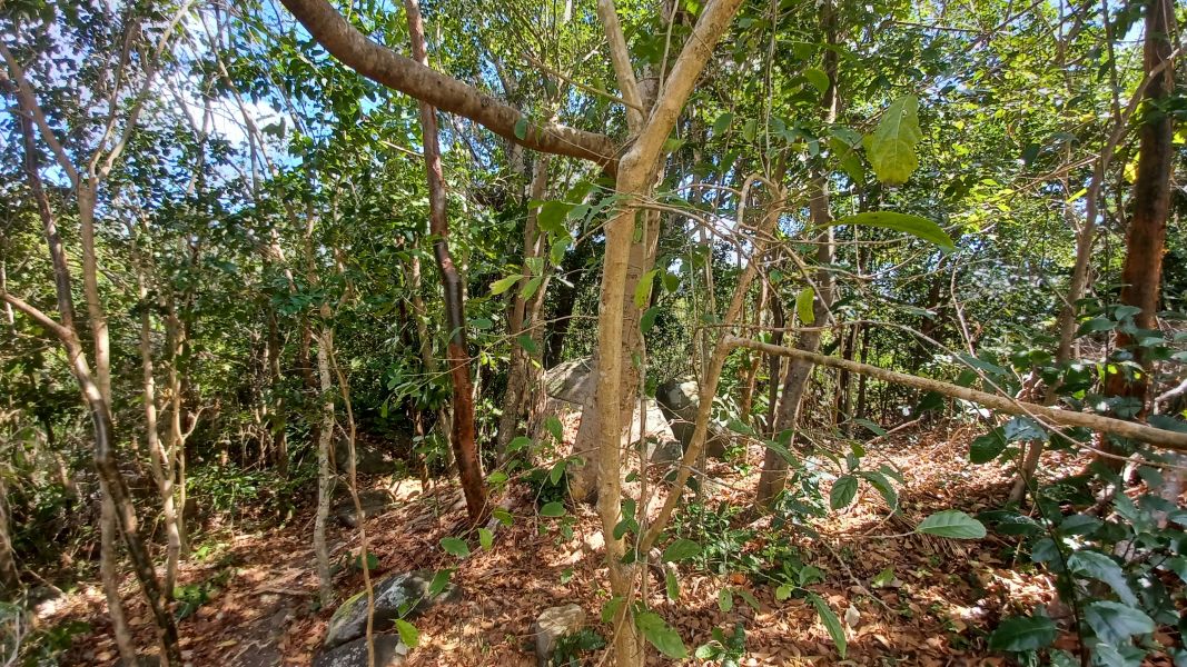 Urb Las Coles Carr 968 Km 1.5 Lot 1 Rio Grande 00721 PR