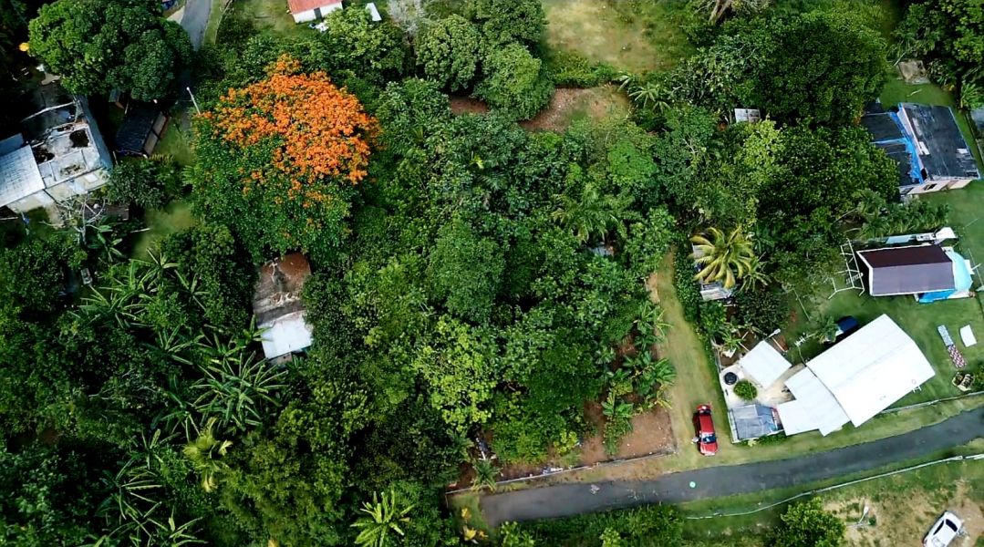 Bo Cacao Bajo Sec Los Pompos Carr 184 Km. 1.0 Patillas 00723 PR
