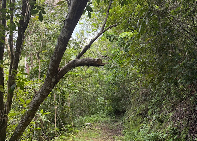 Bo Abras Carr 821 Km.hm 7.3 Corozal 00783 PR